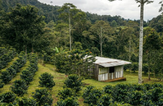 Espresso in Disaster: Local weather Change’s Influence