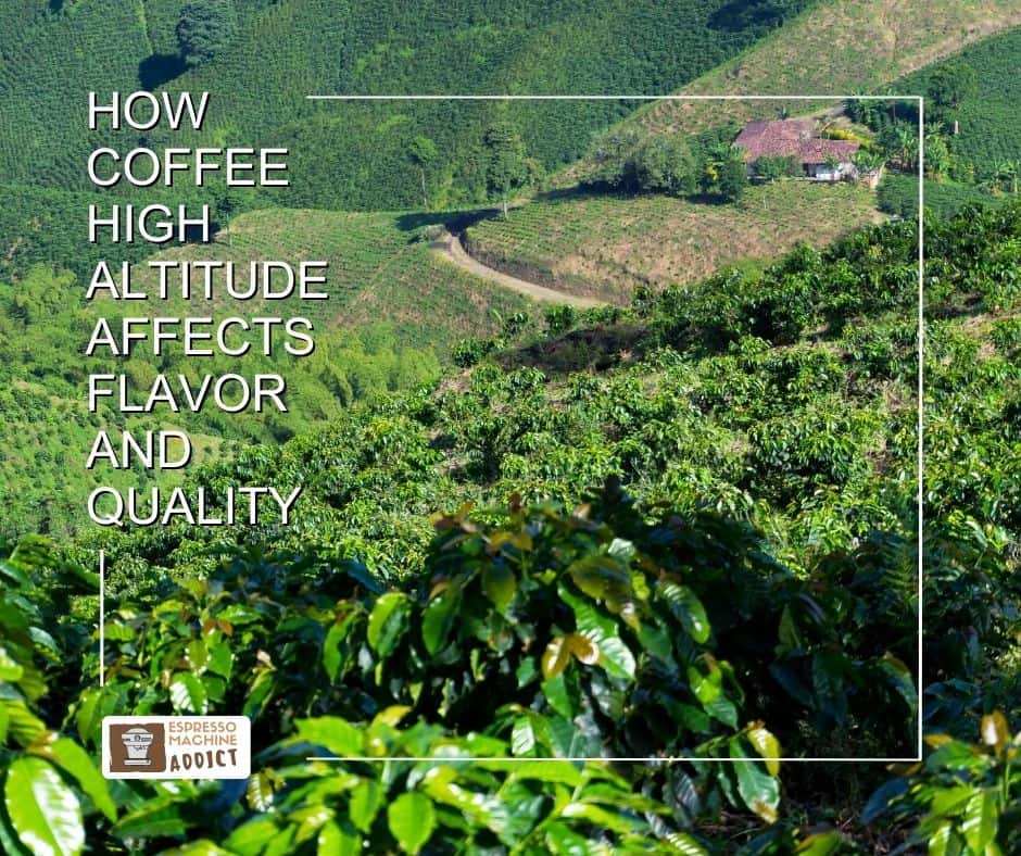 How Excessive Altitude Espresso Impacts Taste and High quality