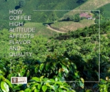 How Excessive Altitude Espresso Impacts Taste and High quality